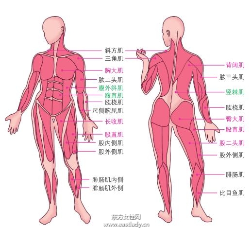 瑜伽基本知识之认识身体各个部位和肌肉