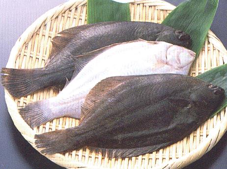鸦片鱼的营养价值鸦片鱼的食疗作用