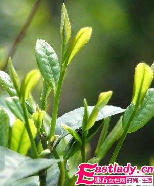 绿茶减肥 减肥产品首选