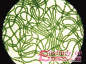 螺旋藻的祛斑美容功效