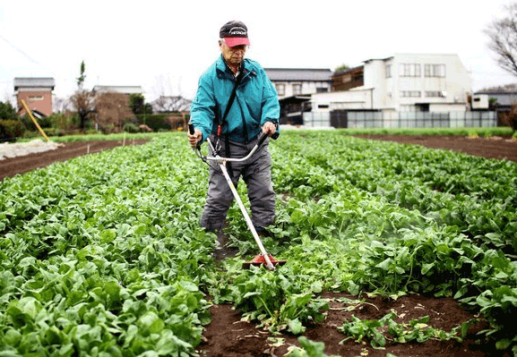 京津豫地区菠菜中抽检发现微量放射性碘-131