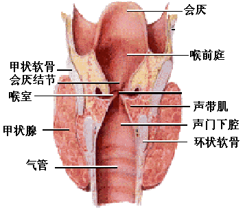 产生喉癌原因以及预防和治疗-东方女性网-www.eastlady.cn