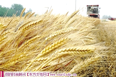 小麦具有安神防癌功效