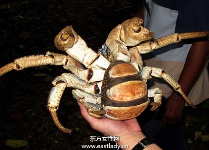 红蟹能吃吗 澳洲红蟹是不能被食用的