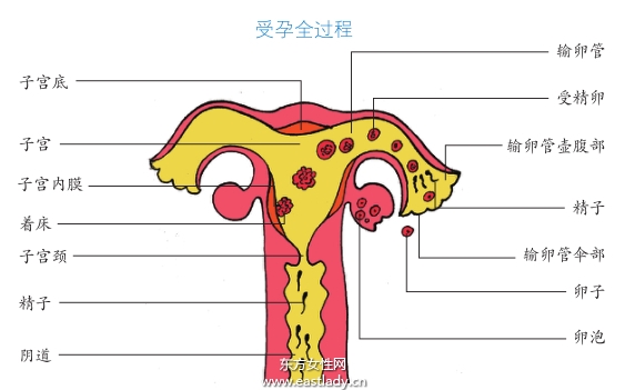 受精時生男育女已注定