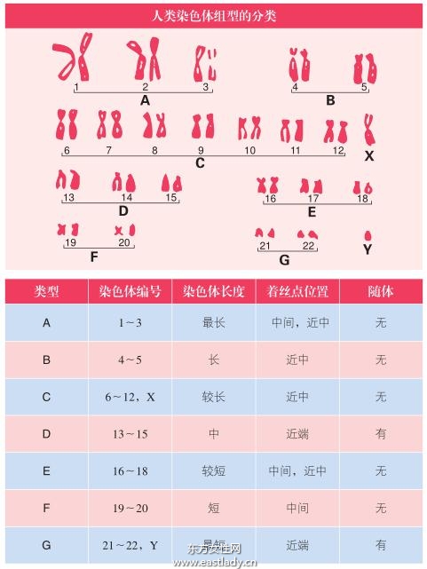 生男育女由性染色體決定