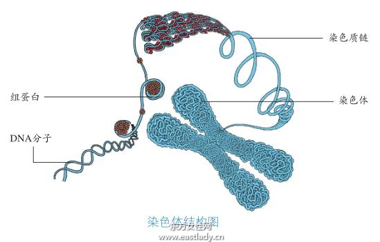 生男育女由性染色体决定