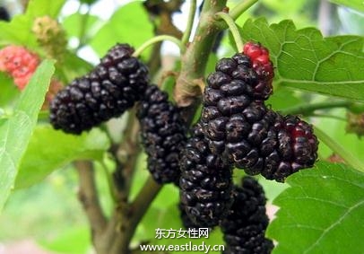 常吃黑色水果可防癌抗衰老