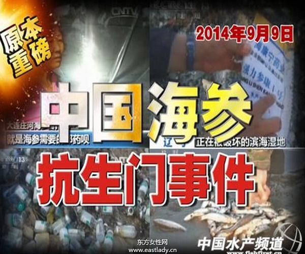 黑心！大连海参养殖户用抗生素喂养参苗