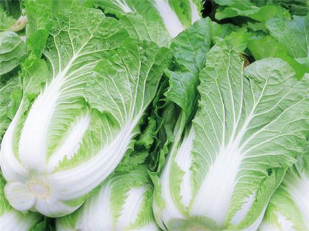 大白菜的营养价值-大白菜的食用功效-大白菜的营养成分