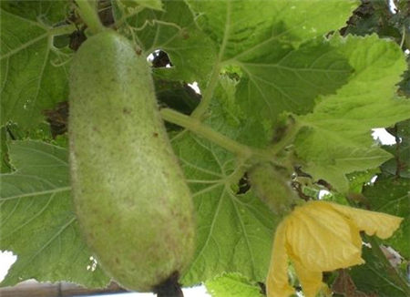 角瓜的营养价值-角瓜的功效与作用