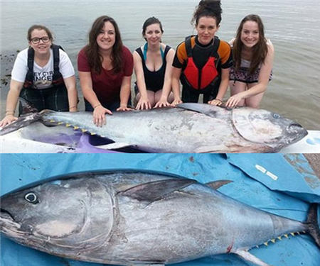 藍鰭金槍魚 大學生海邊撿錢