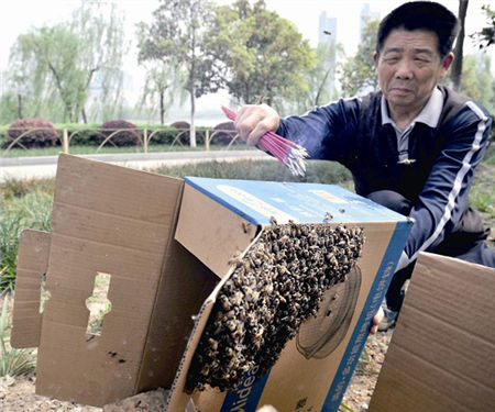 七旬老太田裏遭蜂群襲擊 全身被蜇68處