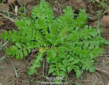 10種野菜是癌症克星