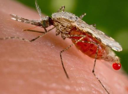 如何防蚊滅蚊 盤點驅蚊滅蚊方法和竅門 驅蚊植物