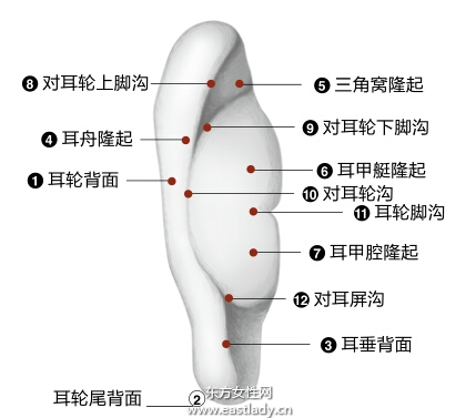 中医望闻问切之望耳诊病