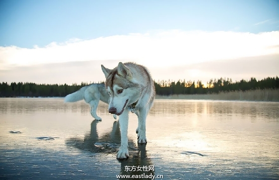 哈士奇