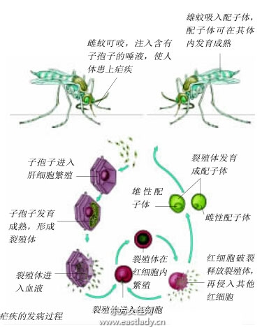 疟疾防治知识之疟疾症状以及如何防治！