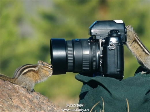 動物搞笑圖