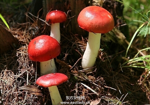 红菇的营养价值以及做法