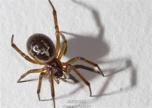 劇毒蜘蛛「假寡婦蜘蛛」(false widow spider)