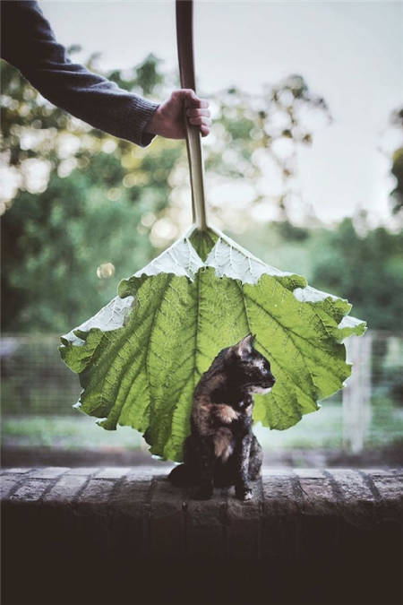 猫猫的御用摄影师 记录它的点点滴滴