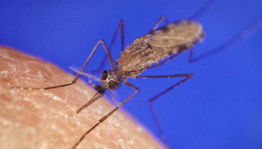 什么血型招蚊子 谬论 跟血型毫无关系