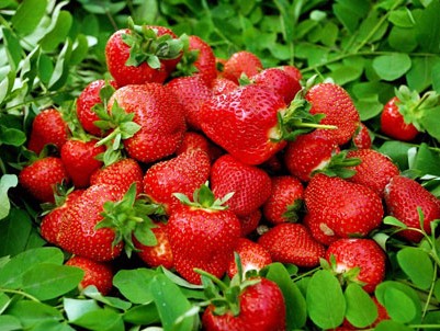 草莓是美白冠军,5类＂莓＂水果功效
