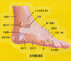 足部反射区,足部反射区及足部按摩方法