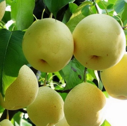 秋季养生第一水果,多吃梨的好处