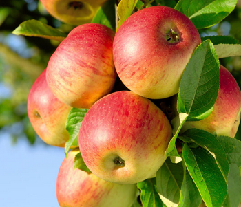 排毒润肠,苹果的10大种神奇的保健功效