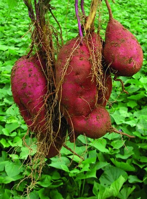 红薯的营养价值,长寿保健多吃红薯