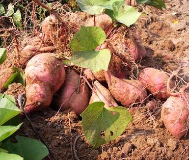 紅薯是冠軍蔬菜,女人吃紅薯6益處