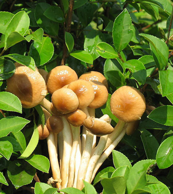 茶树菇的功效与作用 如何正确选购茶树菇