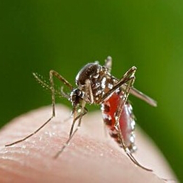 夏季如何止痒,夏季蚊子叮咬七种方法止痒