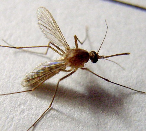 蚊子的寿命,不拍死蚊子它能活多久？