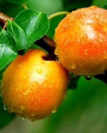 杏子的功效与作用,内外兼修的好水果