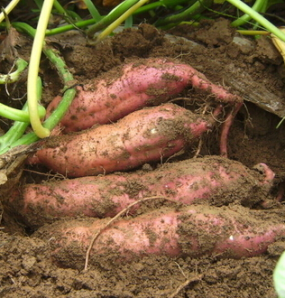 如何解决秋季干燥问题,6种食物抵抗干燥