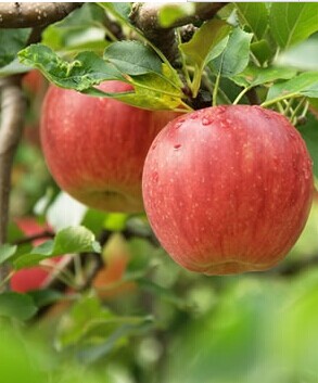 苹果减肥法,健康减肥法苹果瘦身汤