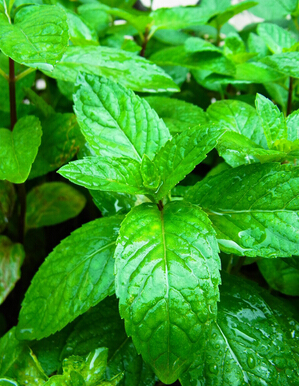 花茶的功效與作用,擺脫白領亞健康的花茶