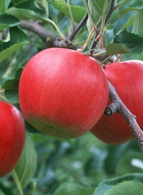 秋季吃什么水果,10种保湿功效的水果
