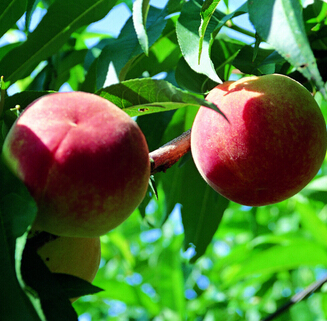桃子的营养价值,夏季吃桃子瘦身又美容