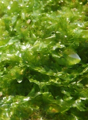 海藻面膜怎么调,海藻面膜的美容功效与调制
