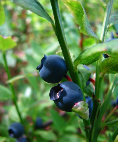 蓝莓的功效与作用,盘点5类“莓”水果功效