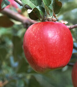 如何预防前列腺炎,多吃苹果可预防前列腺炎