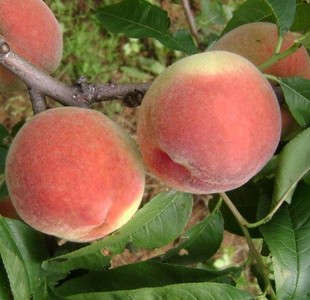 桃子的功效与作用,吃桃美白抗衰老