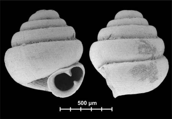 世界最小陆生蜗牛 10只蜗牛挤满一个针眼