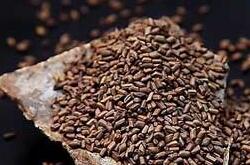 决明子的功效有哪些 决明子泡茶喝六大功效