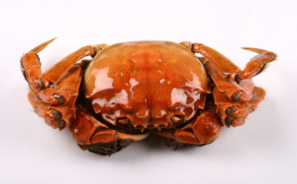 哺乳期妈妈能吃螃蟹吗 吃螃蟹有哪些禁忌