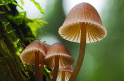 揭蘑菇的功效与作用 吃蘑菇有哪些好处
